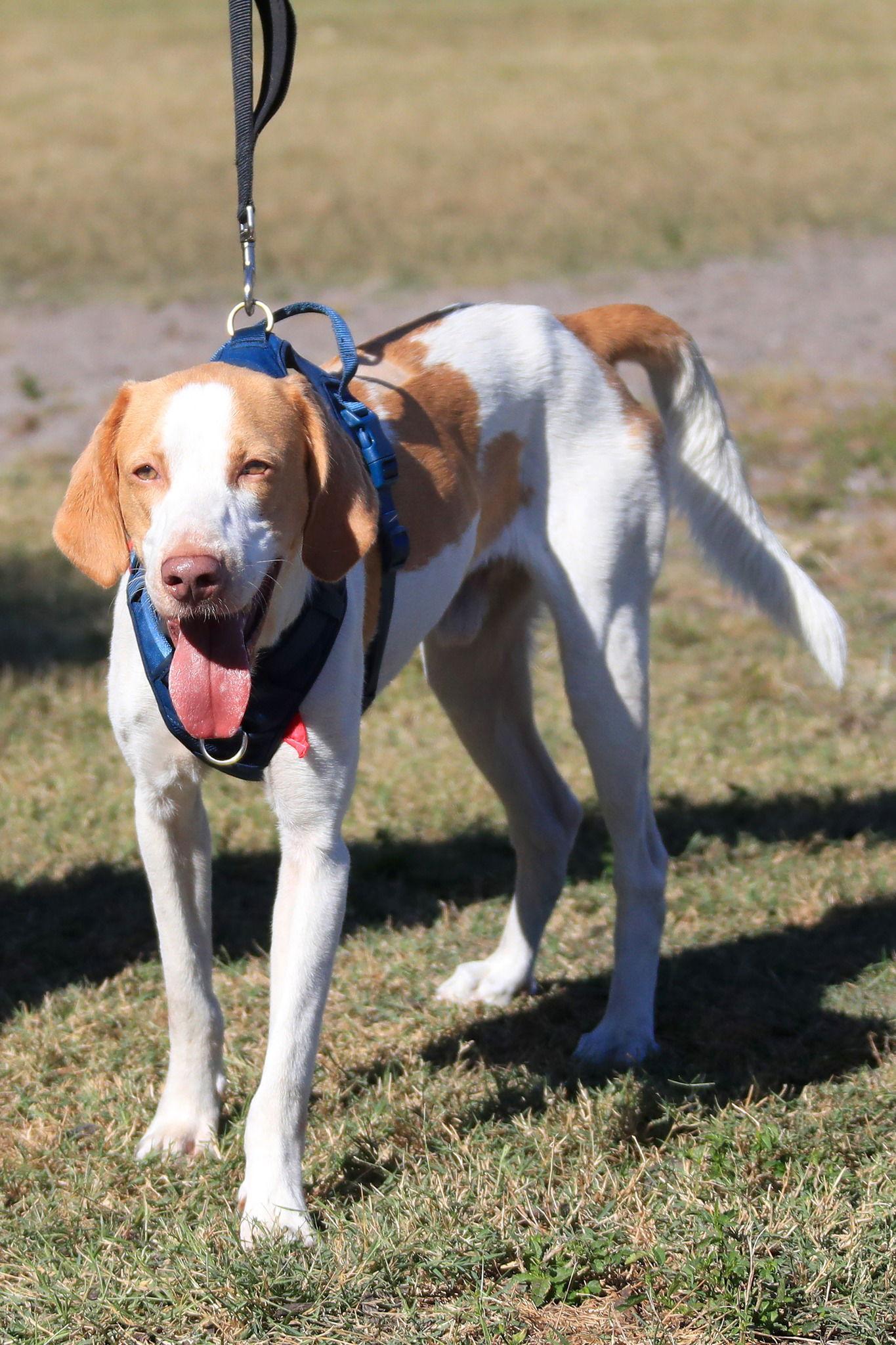 Gus Grissom, Adoptable, Adult Male Foxhound.