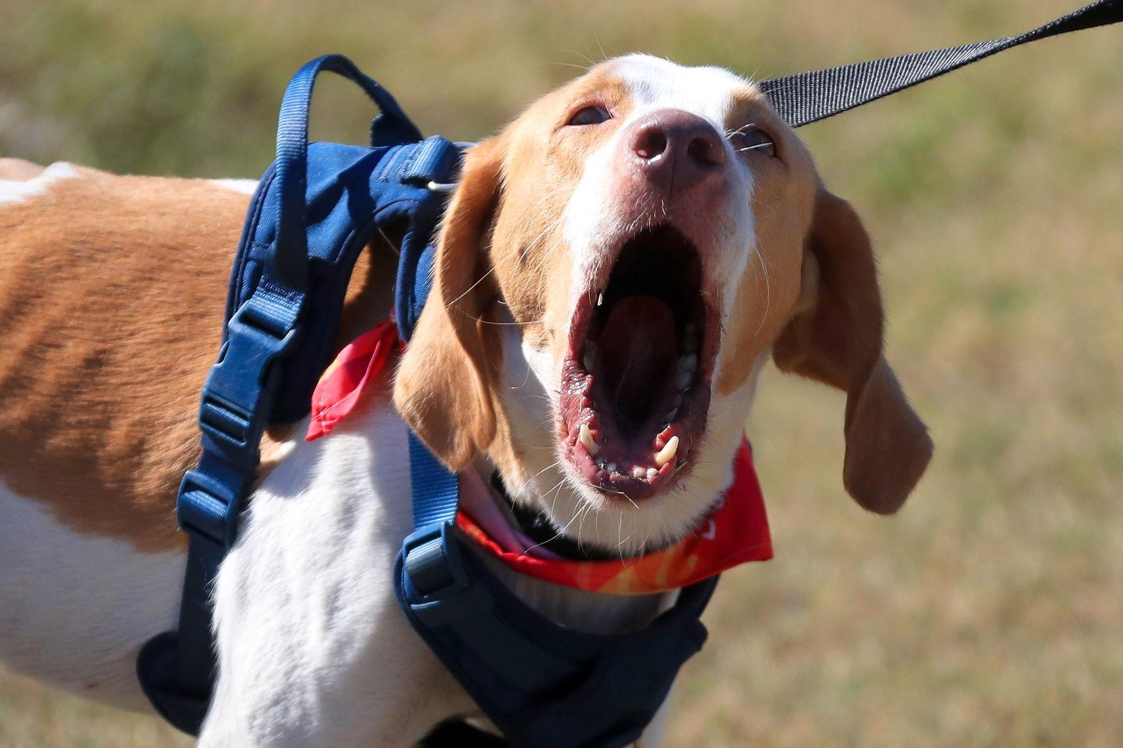 Enlarge Gus Grissom, a Adoptable Foxhound in Tampa, FL image 2/3