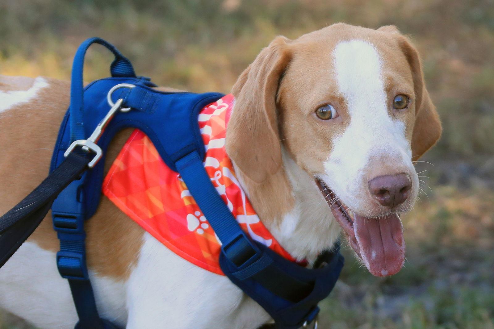 Enlarge Gus Grissom, a Adoptable Foxhound in Tampa, FL image 3/3