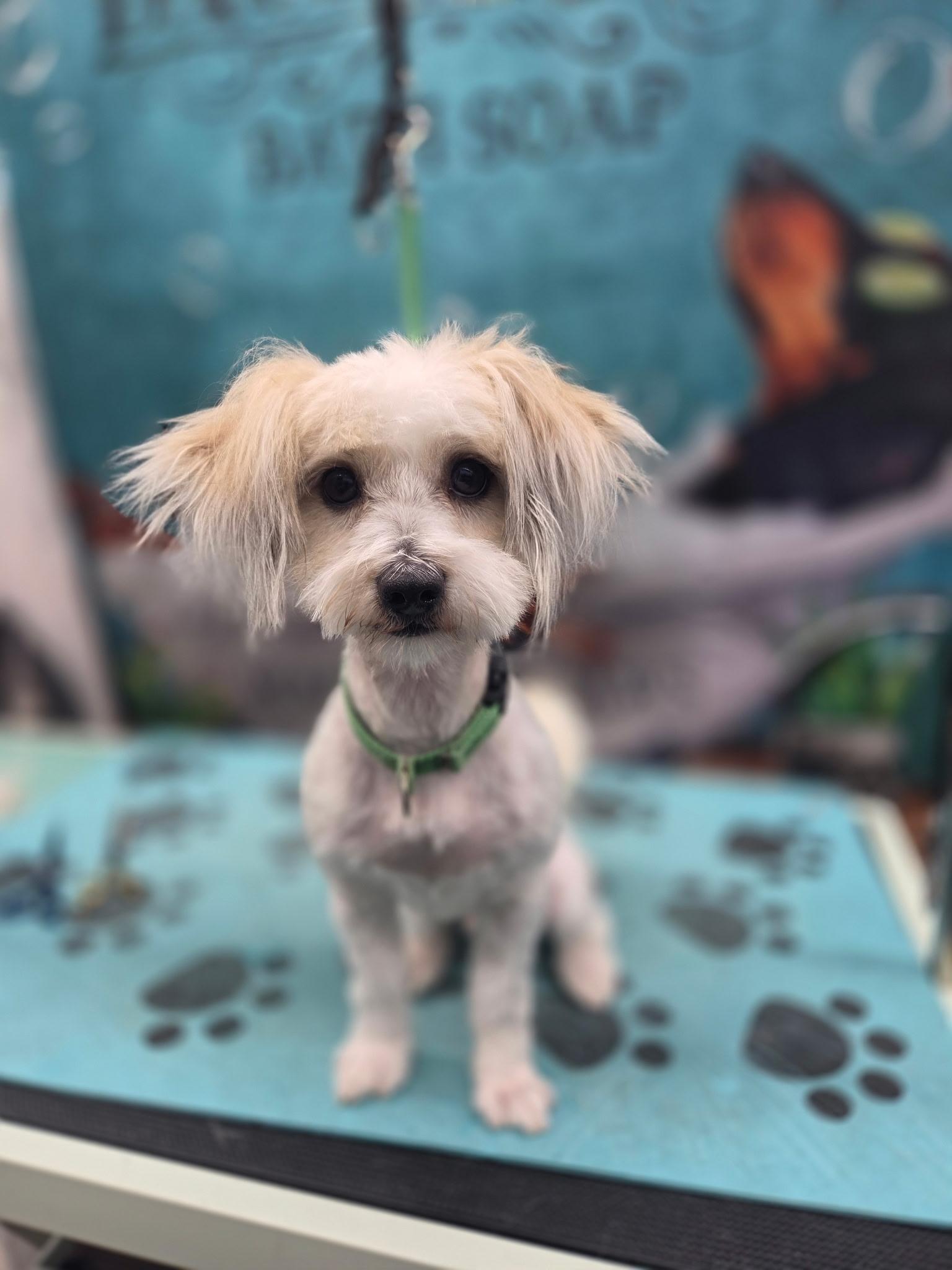 Ramsay, ADOPTABLE, Young Male Maltese.