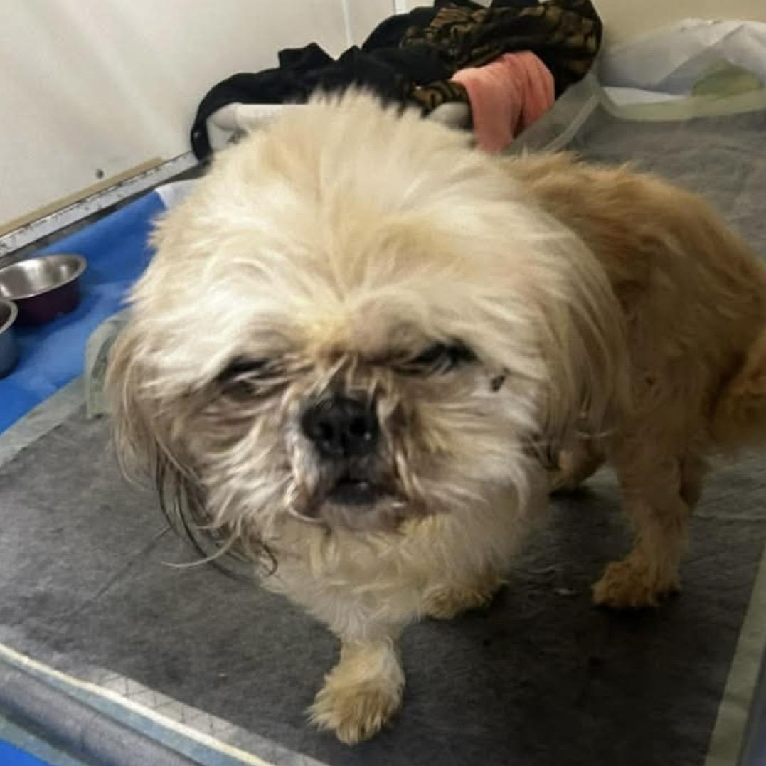 Enlarge Cooper, an adopted Shih Tzu in Mount Prospect, IL image 6/6