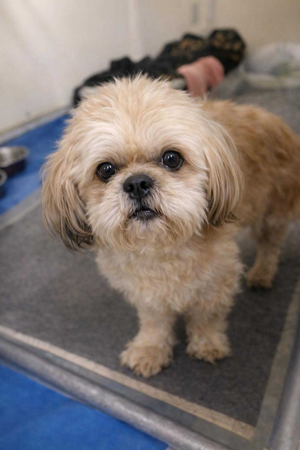 Enlarge Cooper, an adopted Shih Tzu in Mount Prospect, IL image 2/6