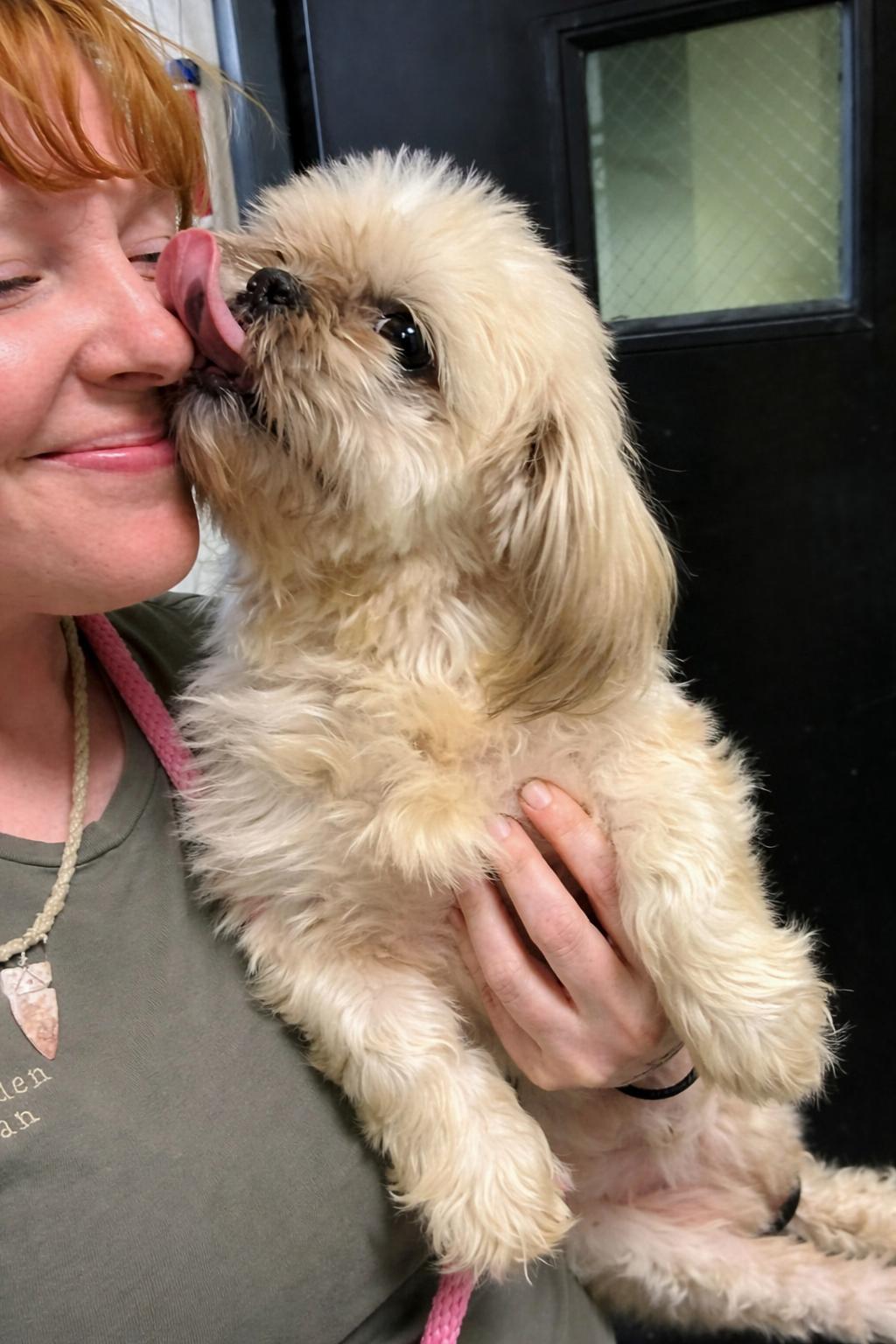 Enlarge Cooper, an adopted Shih Tzu in Mount Prospect, IL image 3/6