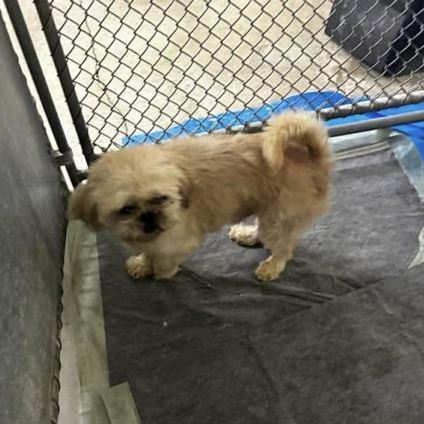 Enlarge Cooper, an adopted Shih Tzu in Mount Prospect, IL image 4/6