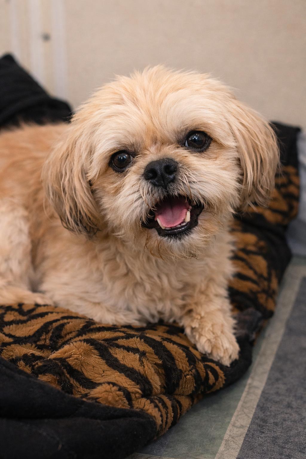 Enlarge Cooper, an adopted Shih Tzu in Mount Prospect, IL image 1/6