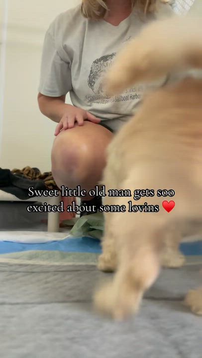 Enlarge Cooper, an adopted Shih Tzu in Mount Prospect, IL video 5/6