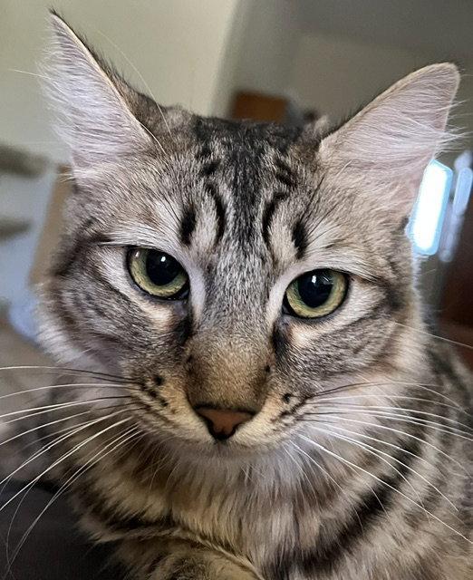 Madeleine ., a Adopted Domestic Long Hair in Antioch, CA image 1/3