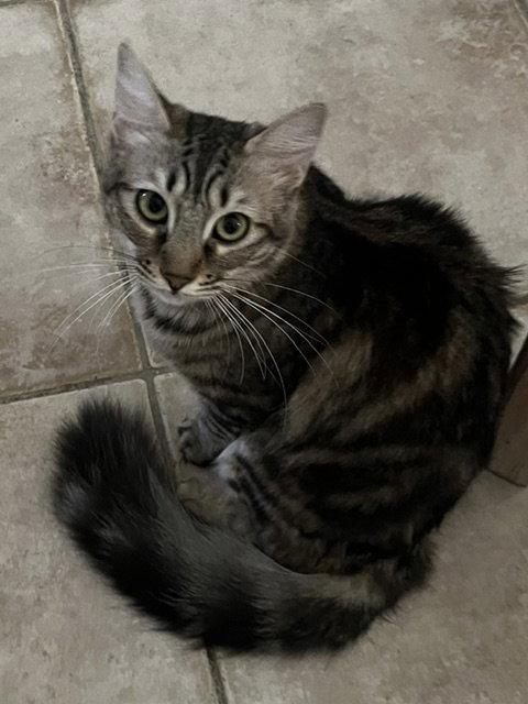 Madeleine ., a Adopted Domestic Long Hair in Antioch, CA image 2/3