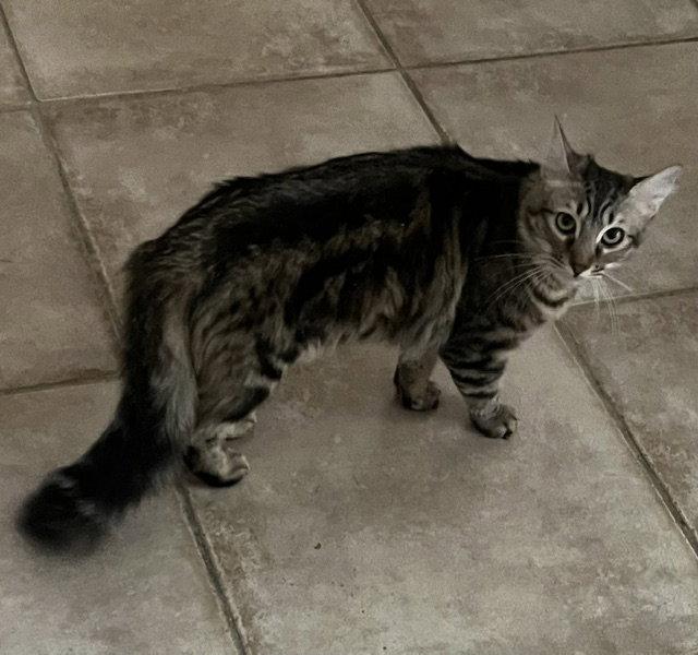 Madeleine ., a Adopted Domestic Long Hair in Antioch, CA image 3/3