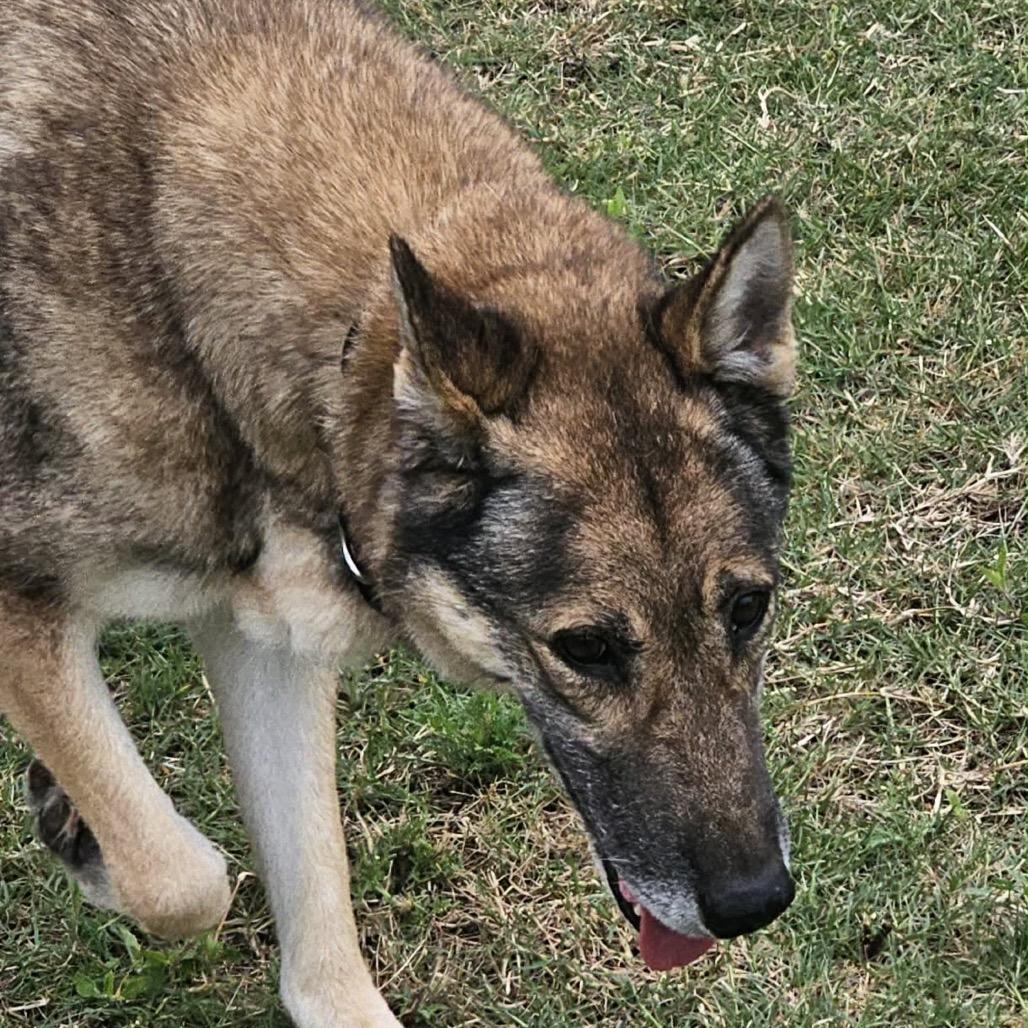 Enlarge Mavie, a Adoptable German Shepherd Dog in Portland, TX image 2/6