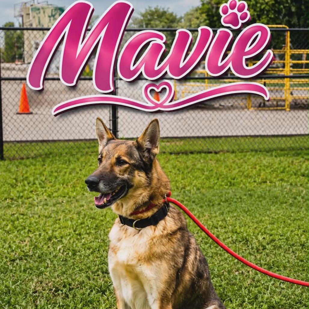 Enlarge Mavie, a Adoptable German Shepherd Dog in Portland, TX image 3/6