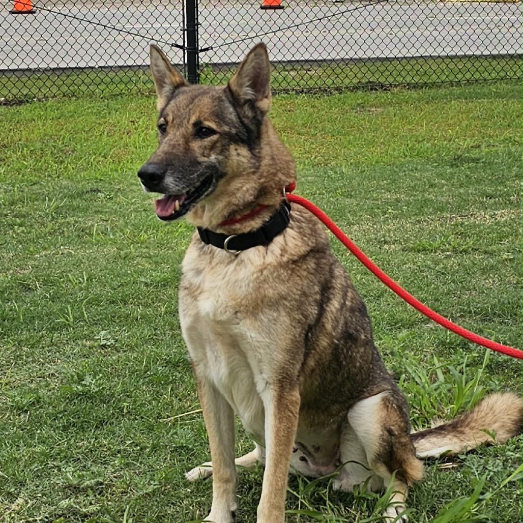 Enlarge Mavie, a Adoptable German Shepherd Dog in Portland, TX image 4/6
