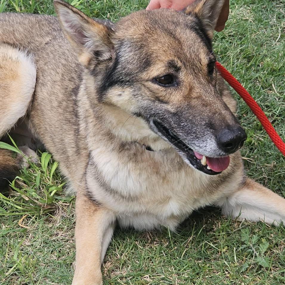 Enlarge Mavie, a Adoptable German Shepherd Dog in Portland, TX image 5/6