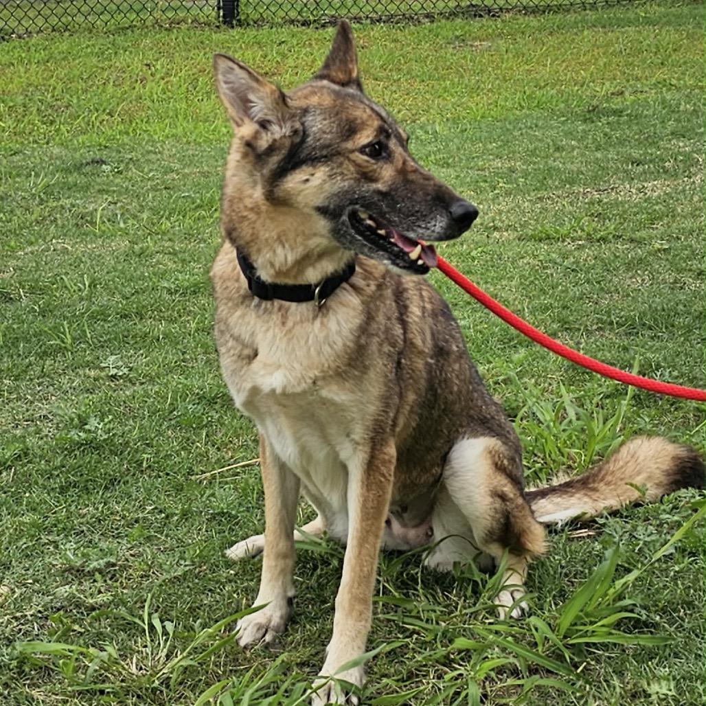 Enlarge Mavie, a Adoptable German Shepherd Dog in Portland, TX image 6/6