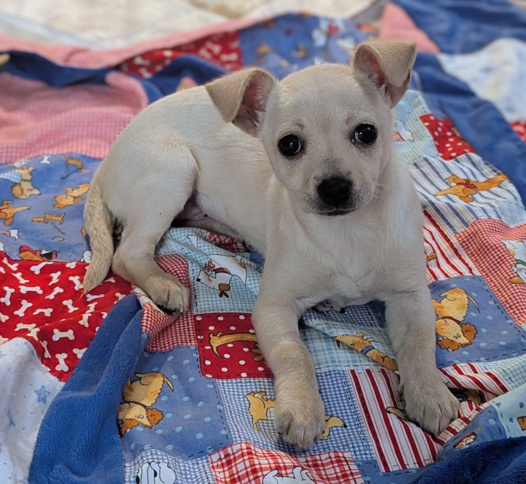 Orphan Anne, adopted, Puppy Female Chihuahua.