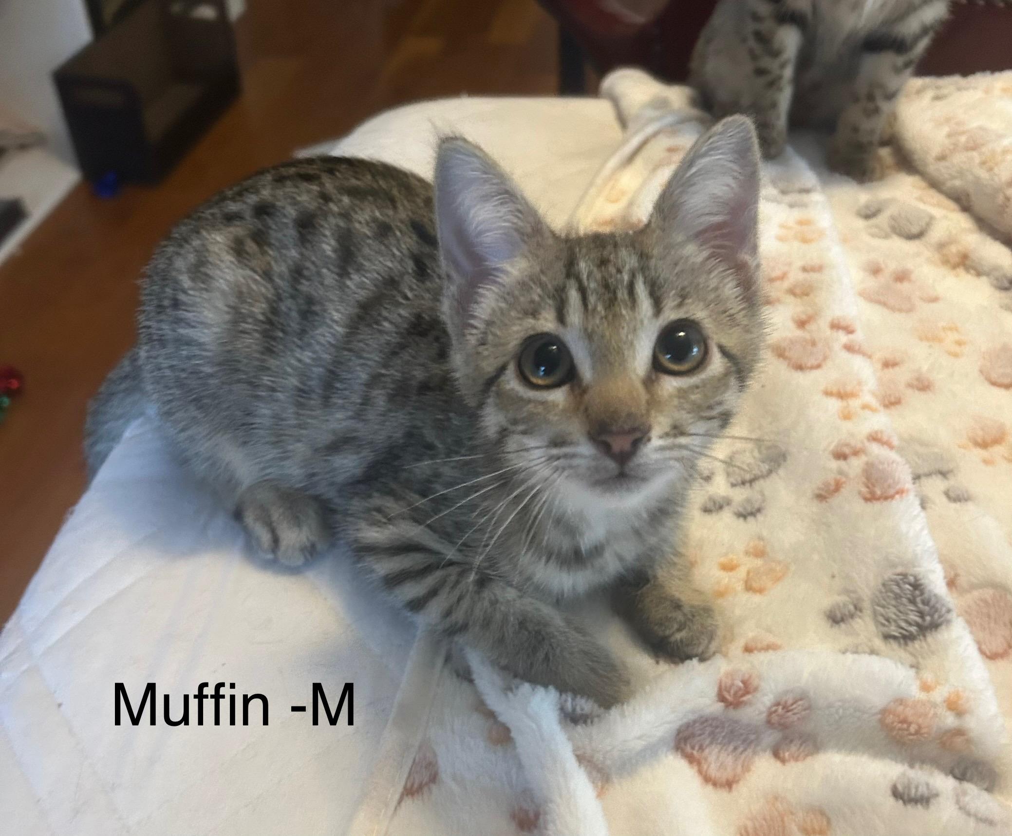 Enlarge Muffin, a Adoptable Domestic Short Hair in Mount Pleasant, SC image 1/1