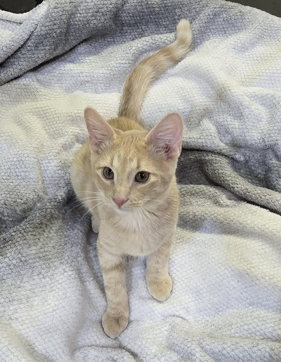 Enlarge Grizzlor, a Adopted Domestic Short Hair in Saint Charles, MO image 3/3