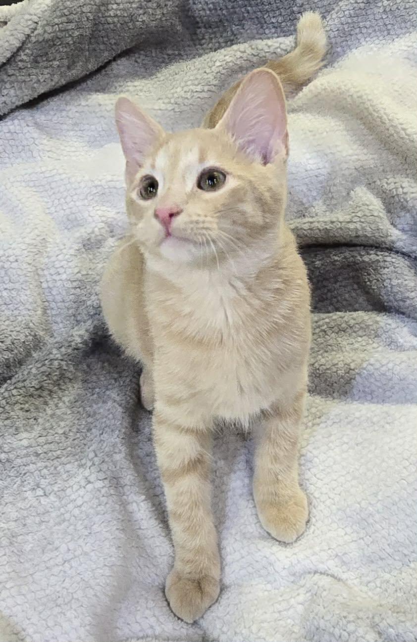 Enlarge Grizzlor, a Adopted Domestic Short Hair in Saint Charles, MO image 2/3
