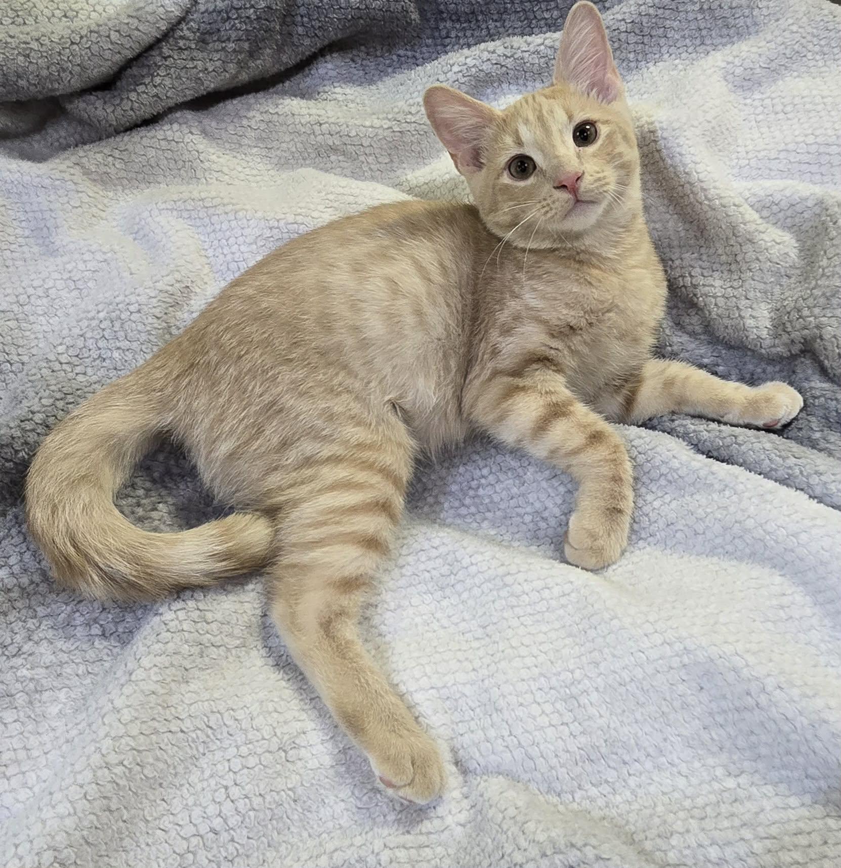 Grizzlor, Adoptable, Kitten Male Domestic Short Hair.