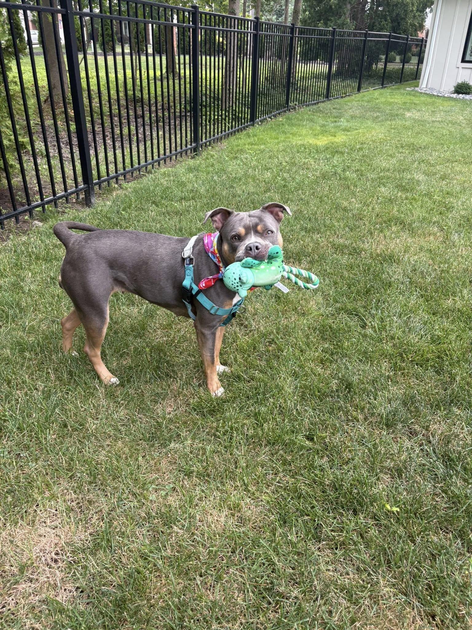 June Bug