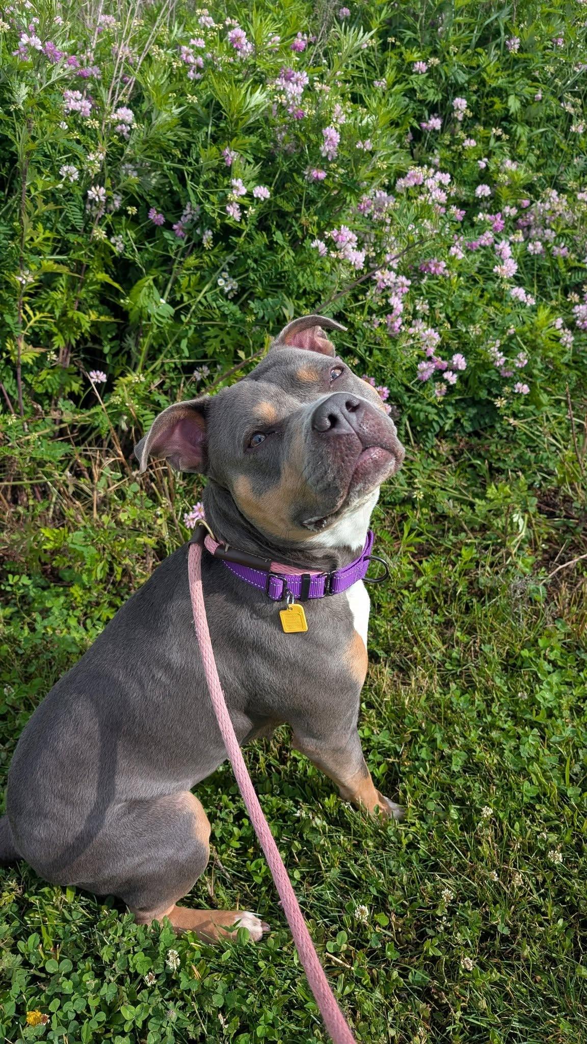 June Bug