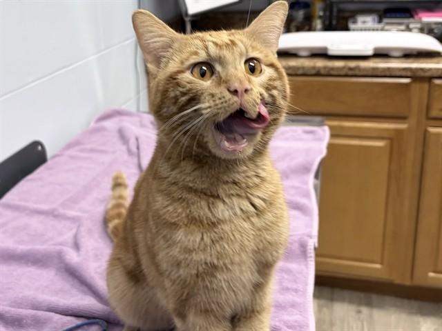 Enlarge BJORN, a Adoptable Domestic Short Hair in Ames, IA image 1/1