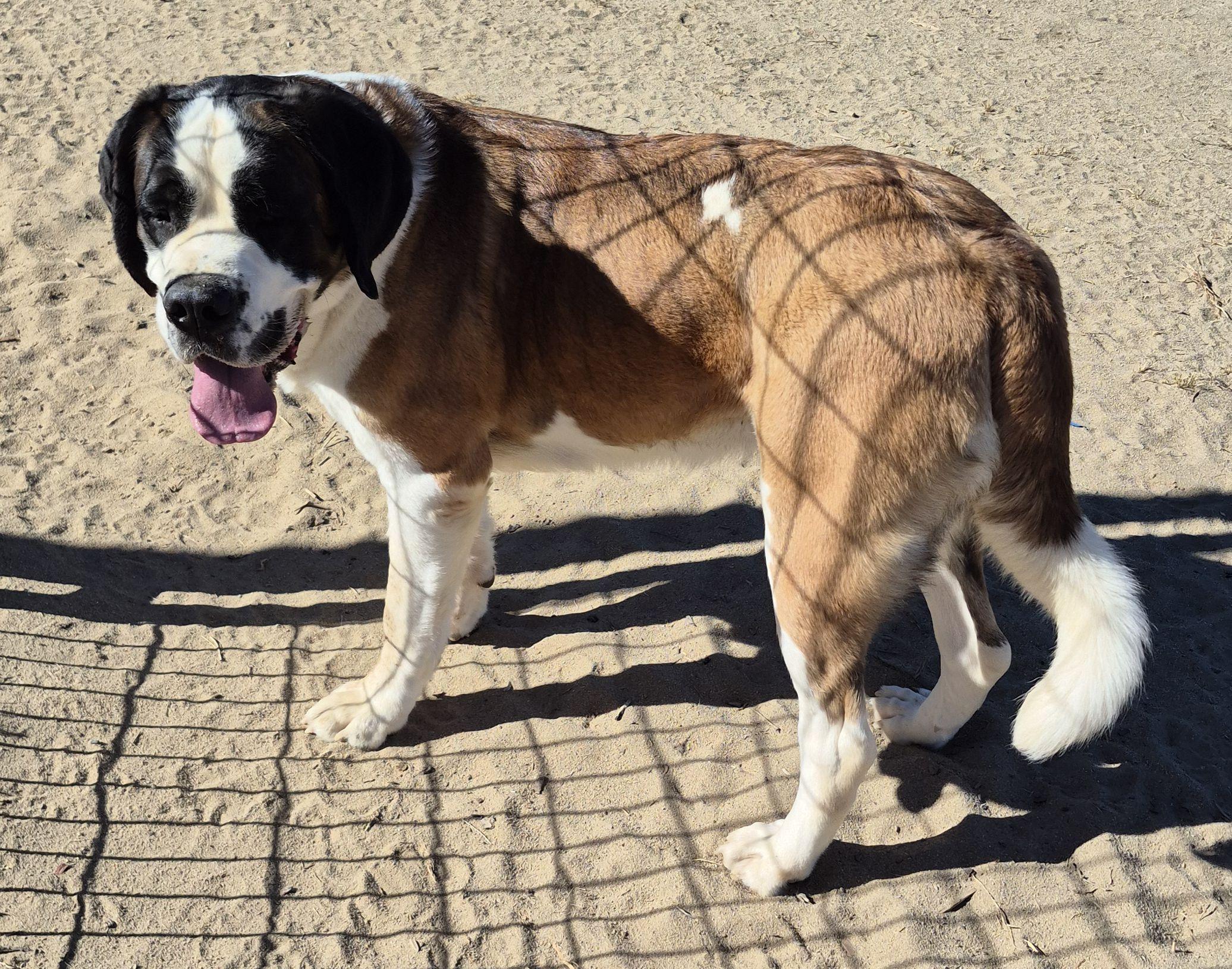 Cee Cee , ADOPTABLE, Young Female Saint Bernard.