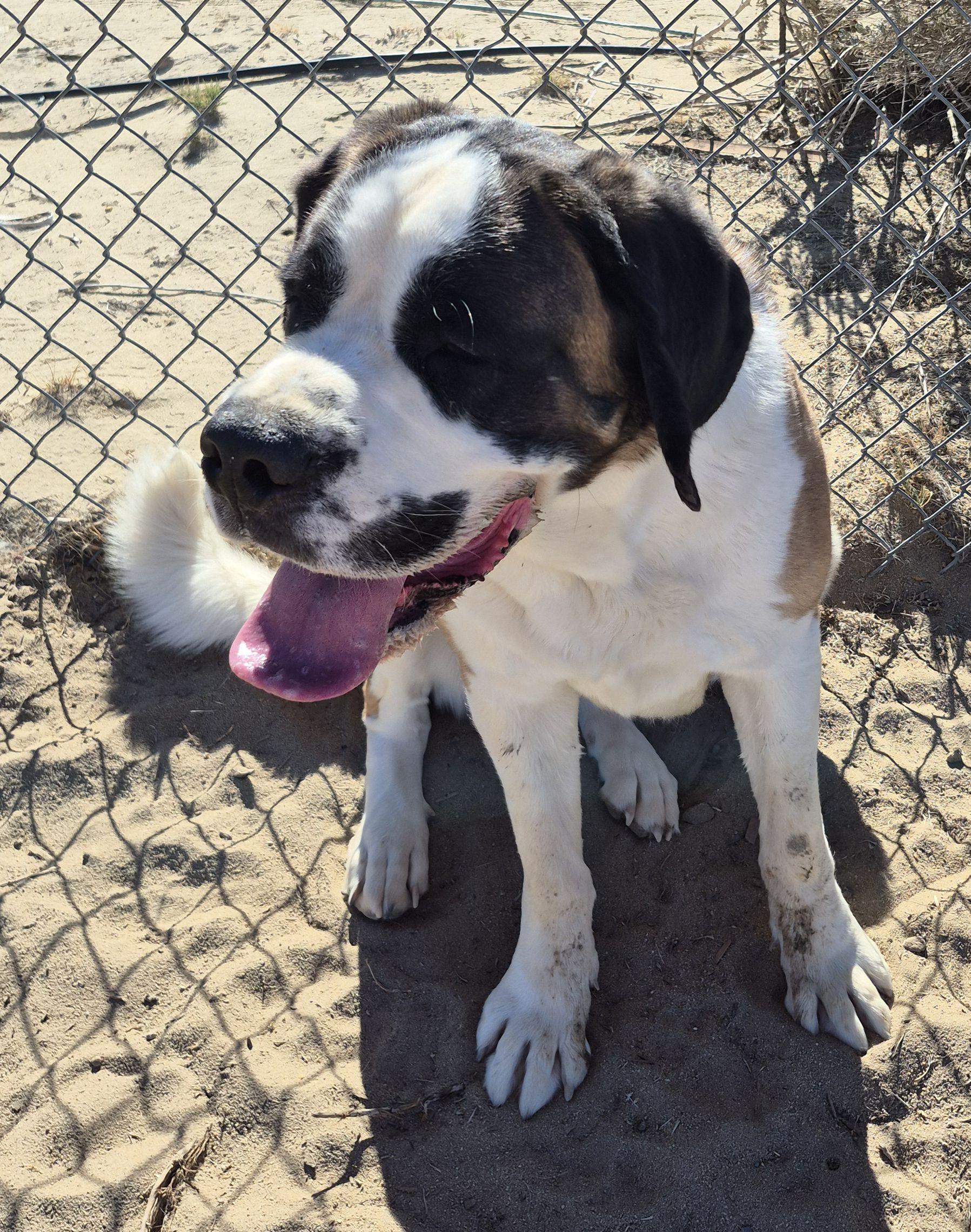 Enlarge Cee Cee , a ADOPTABLE Saint Bernard in Sparks, NV image 4/4