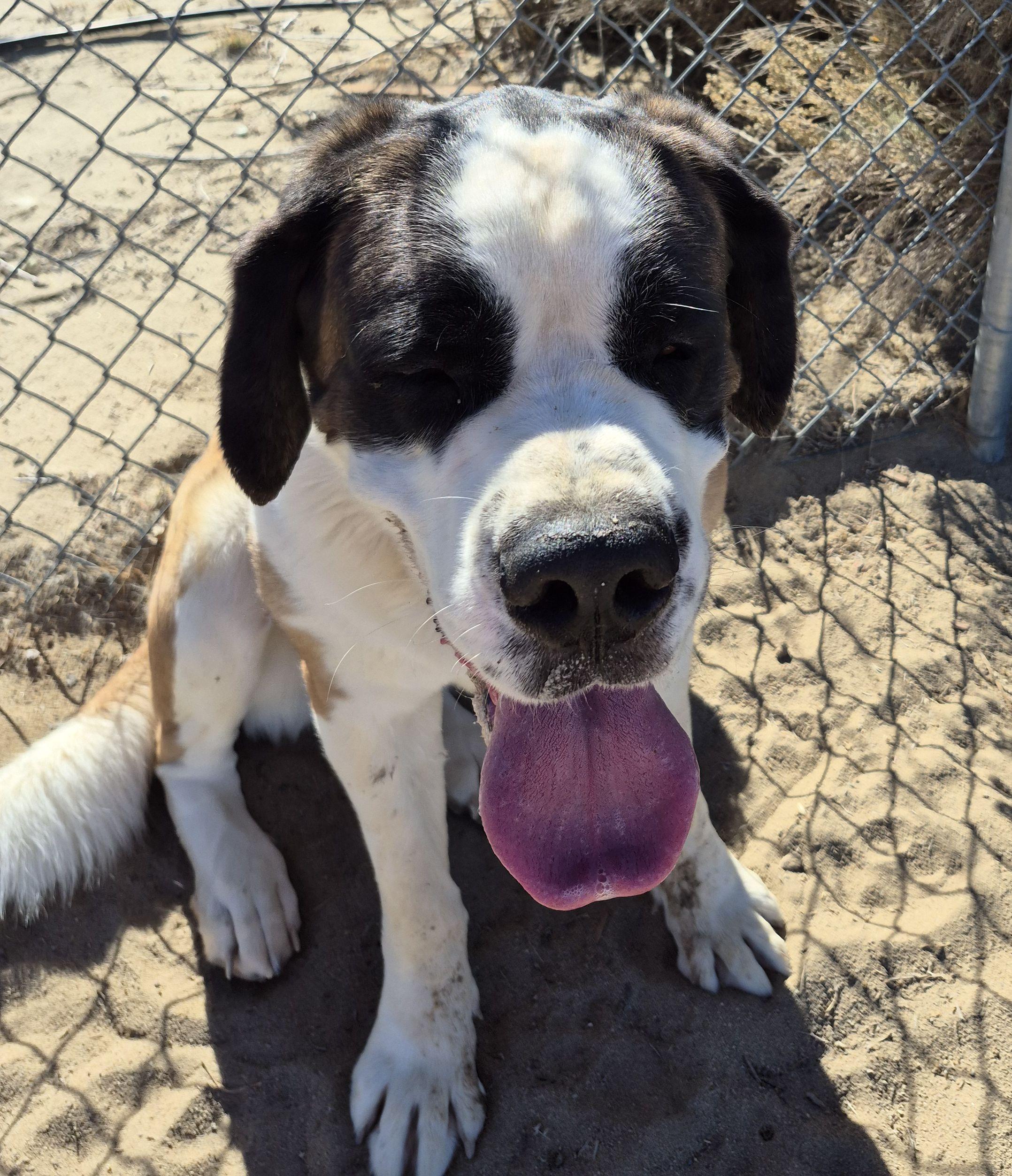 Enlarge Cee Cee , a ADOPTABLE Saint Bernard in Sparks, NV image 2/4