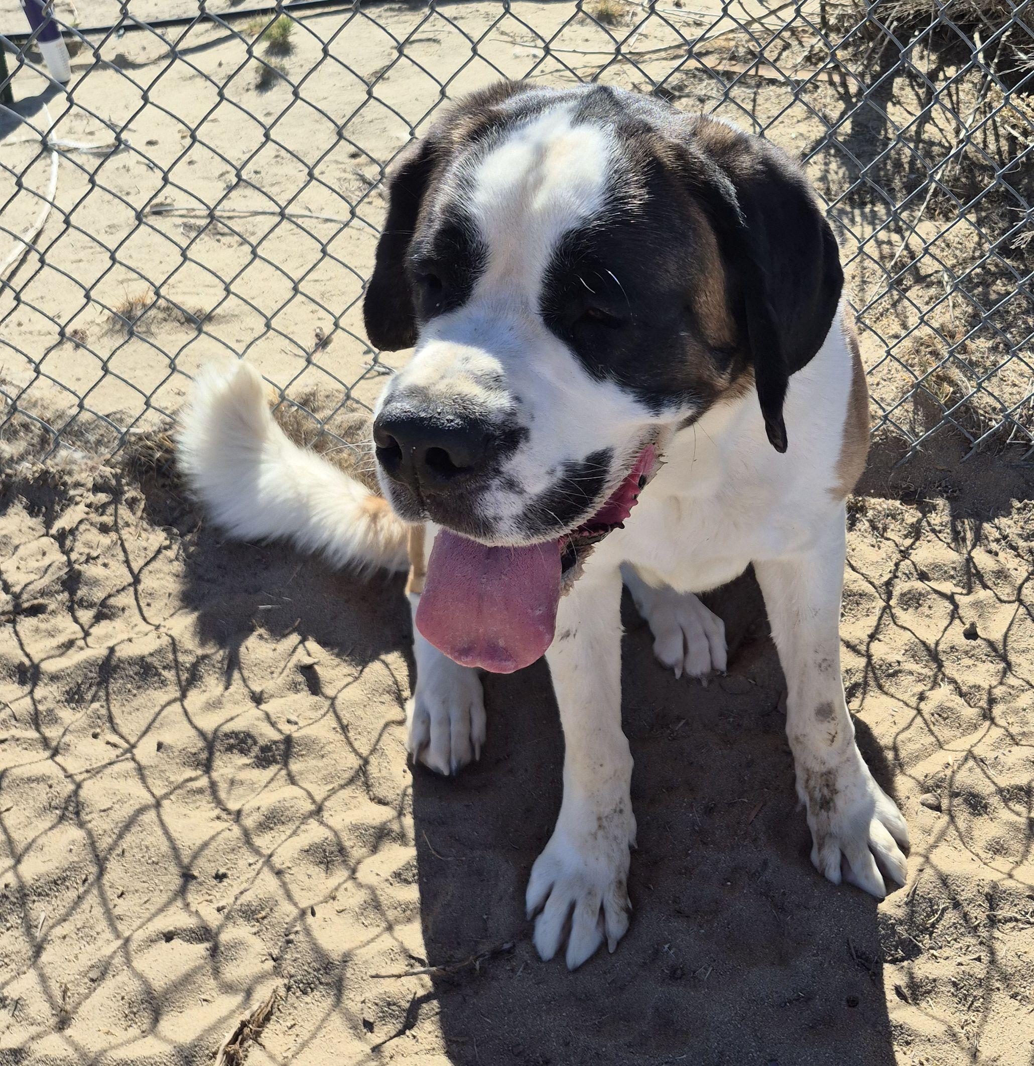Enlarge Cee Cee , a ADOPTABLE Saint Bernard in Sparks, NV image 3/4