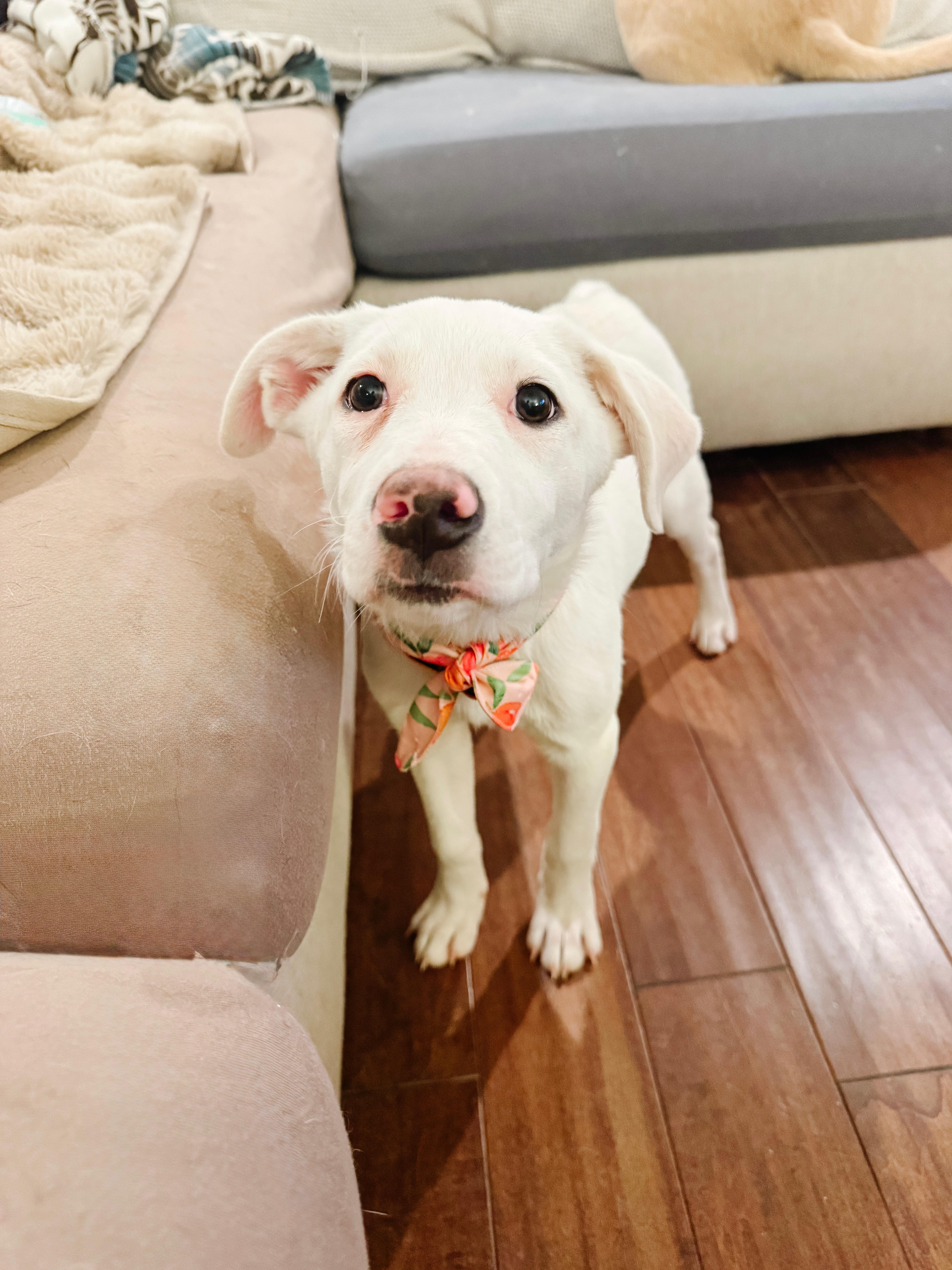 Enlarge Zoey , a Adoptable mixed breed in Ancaster, ON image 2/6