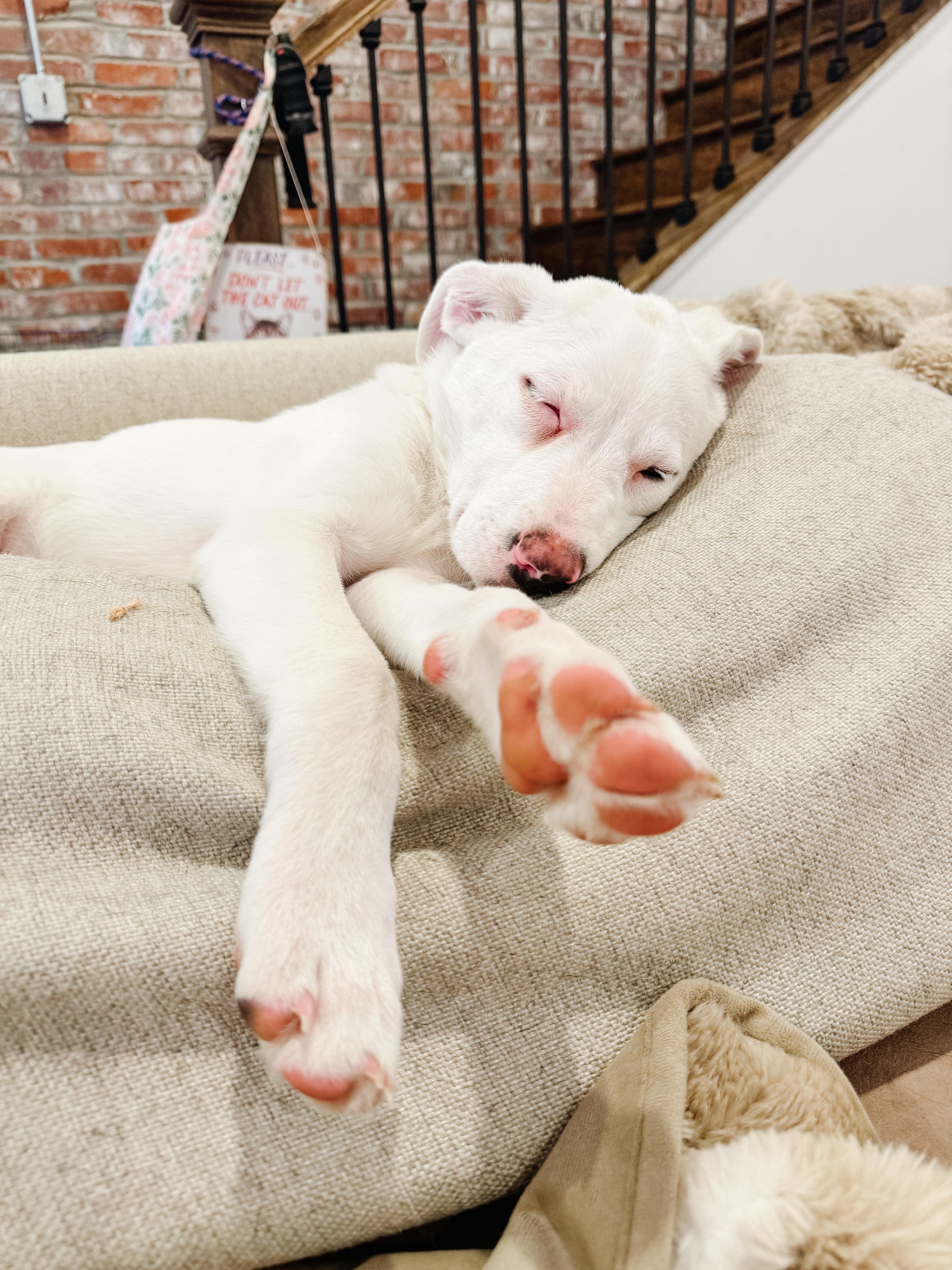 Enlarge Zoey , a Adoptable mixed breed in Ancaster, ON image 6/6