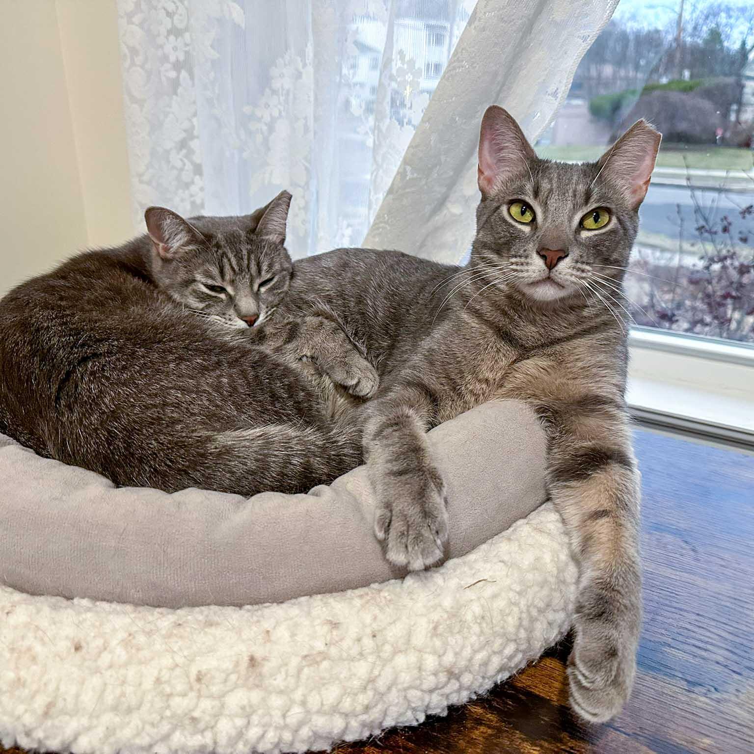 Enlarge Thor, a Adoptable Domestic Short Hair in Stamford, CT image 2/4