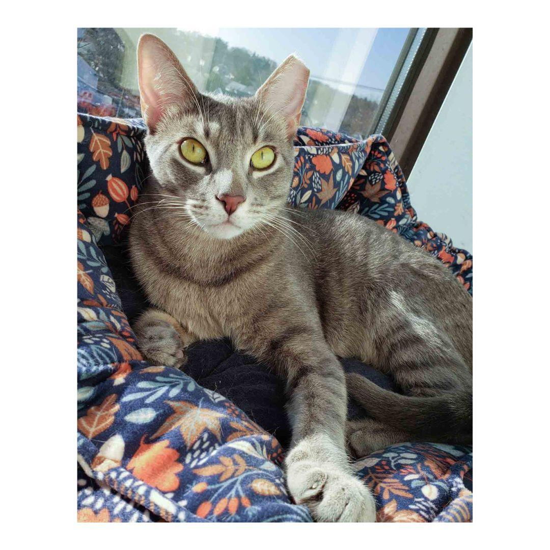 Thor, Adoptable, Young Male Domestic Short Hair.