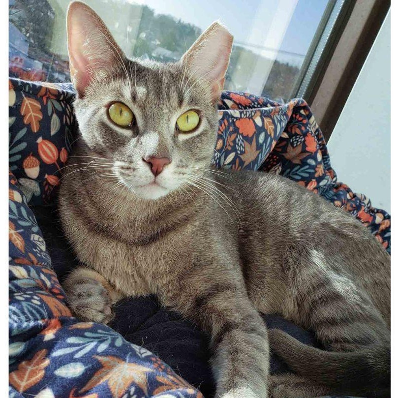 Enlarge Thor, a Adoptable Domestic Short Hair in Stamford, CT image 1/4