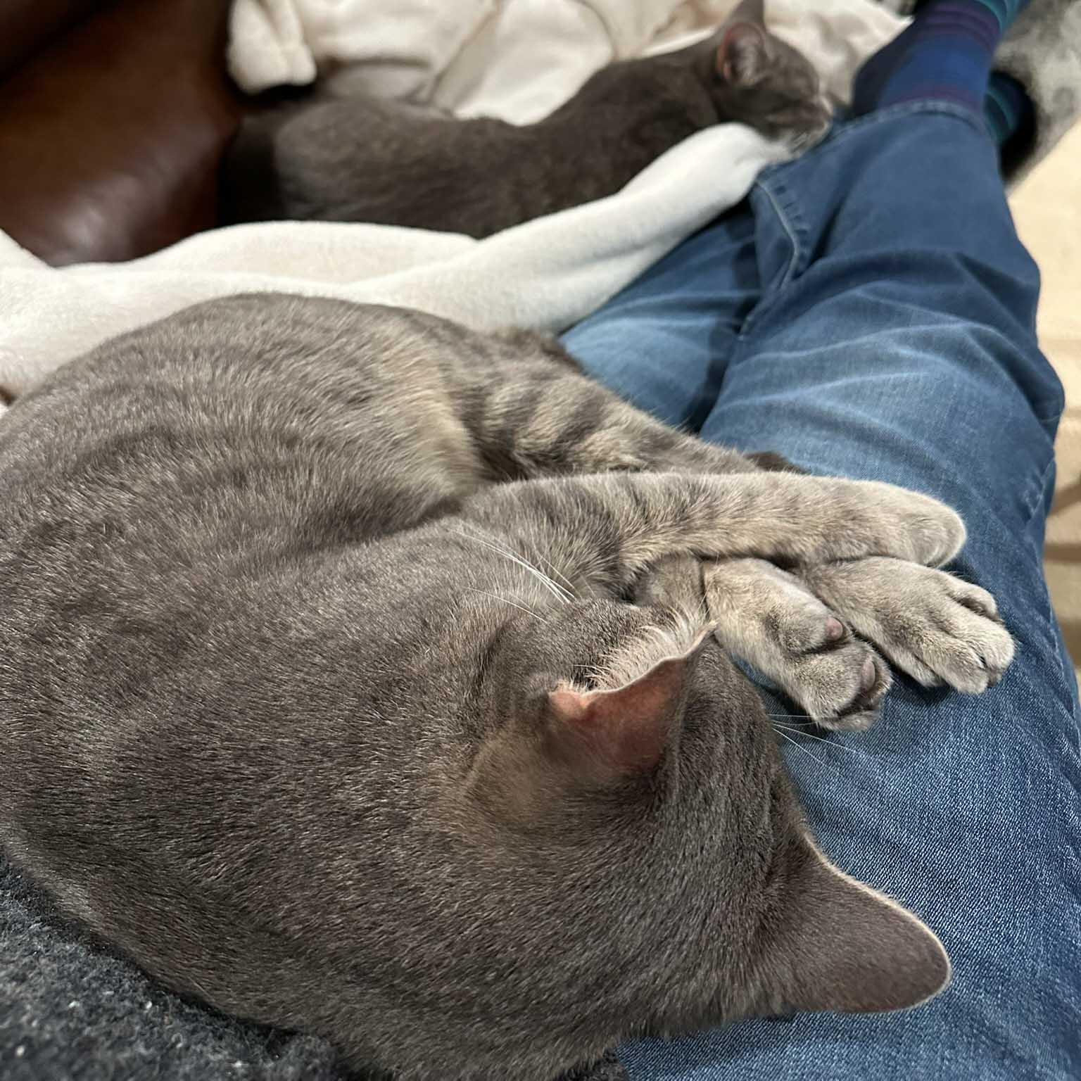 Enlarge Thor, a Adoptable Domestic Short Hair in Stamford, CT image 3/4