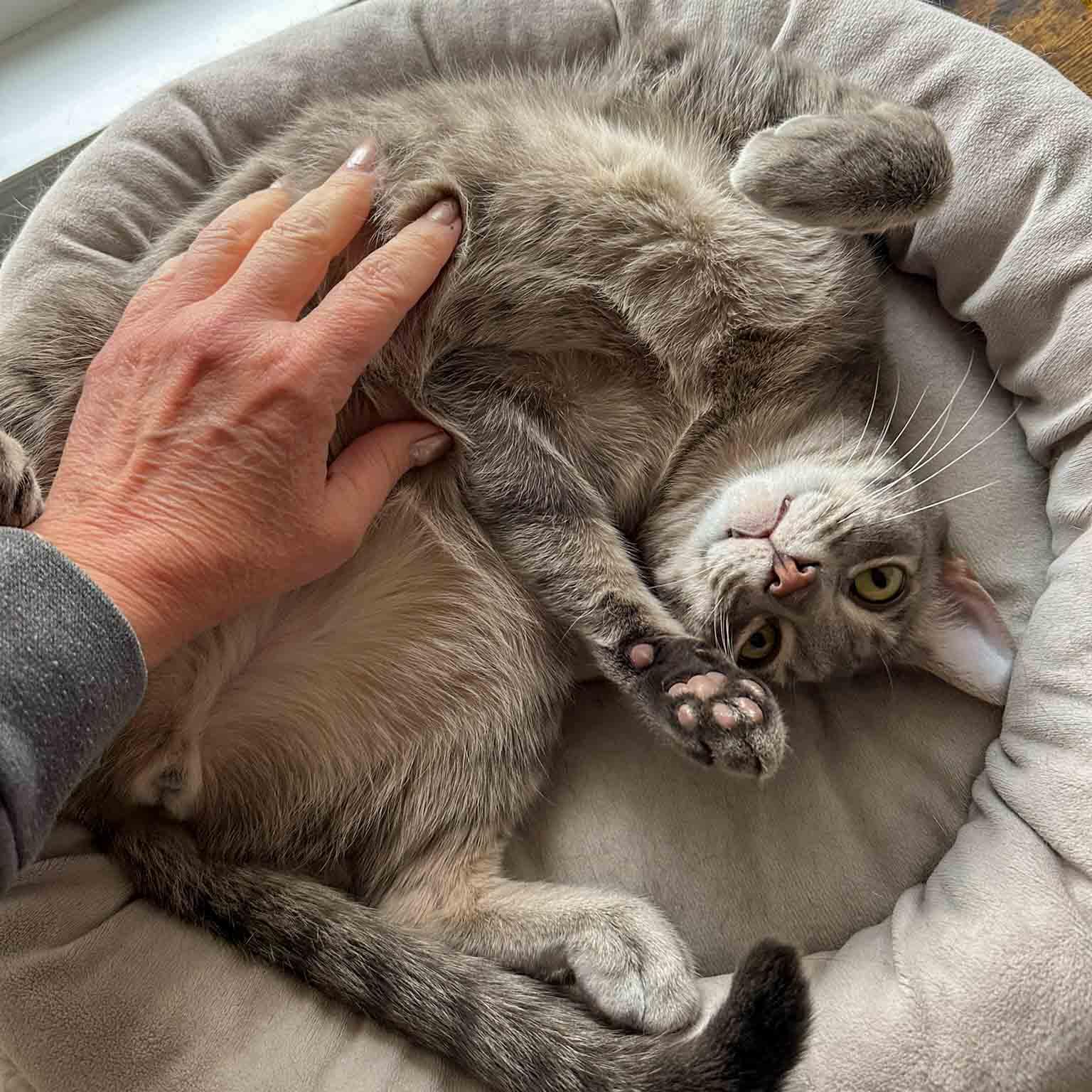 Enlarge Thor, a Adoptable Domestic Short Hair in Stamford, CT image 4/4