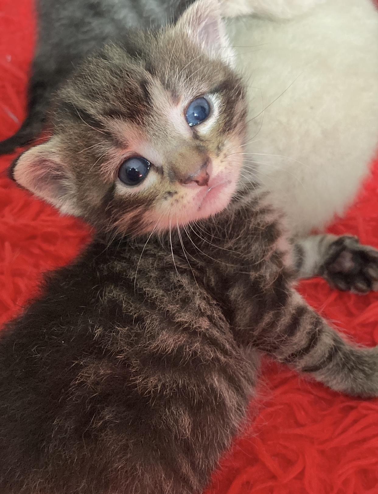 Corduroy, an adoption pending Domestic Short Hair in Port Washington, WI image 1/2