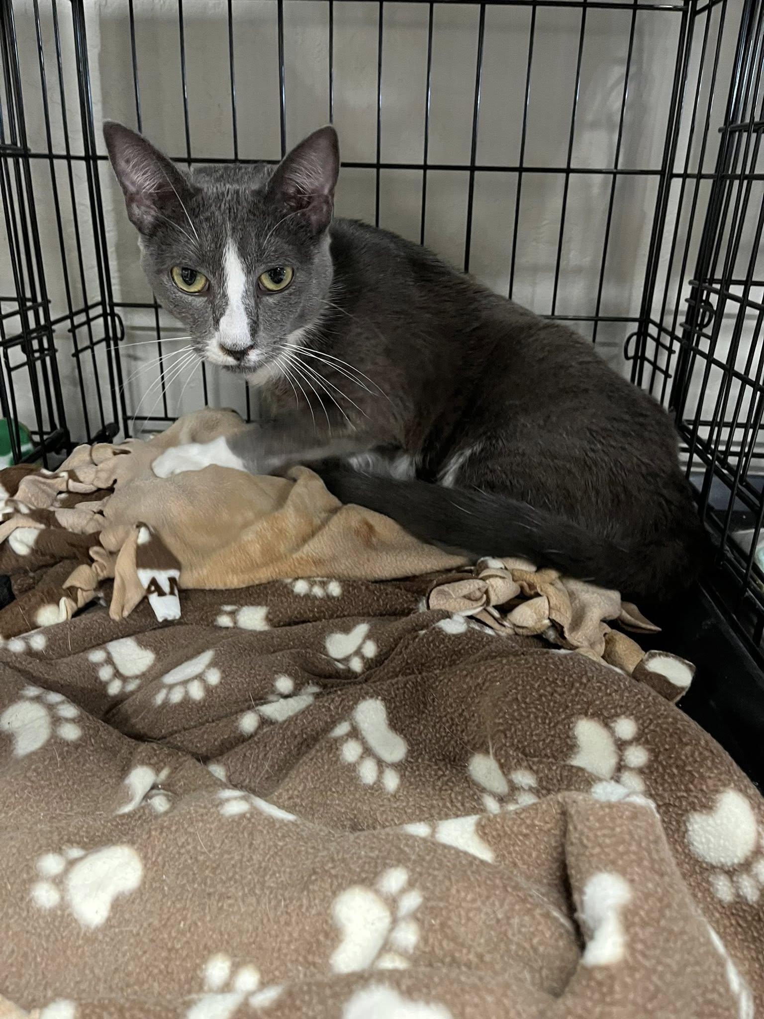 Roman, Adopted, Kitten Male Russian Blue & Domestic Short Hair.