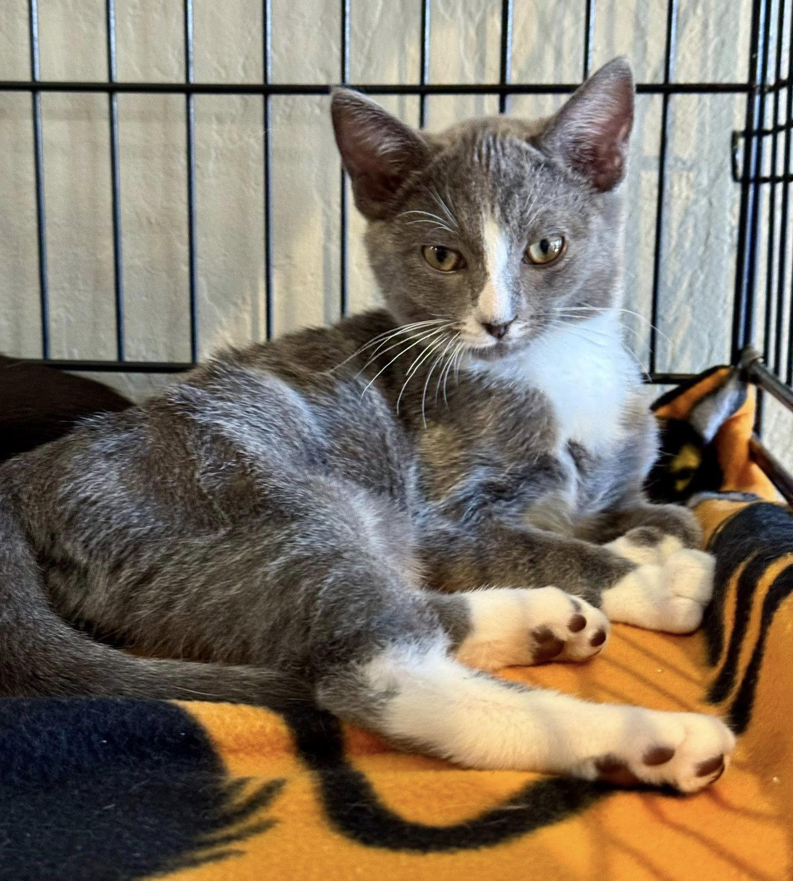 Enlarge Roman, a Adopted mixed breed in Walnut Creek, CA image 3/3