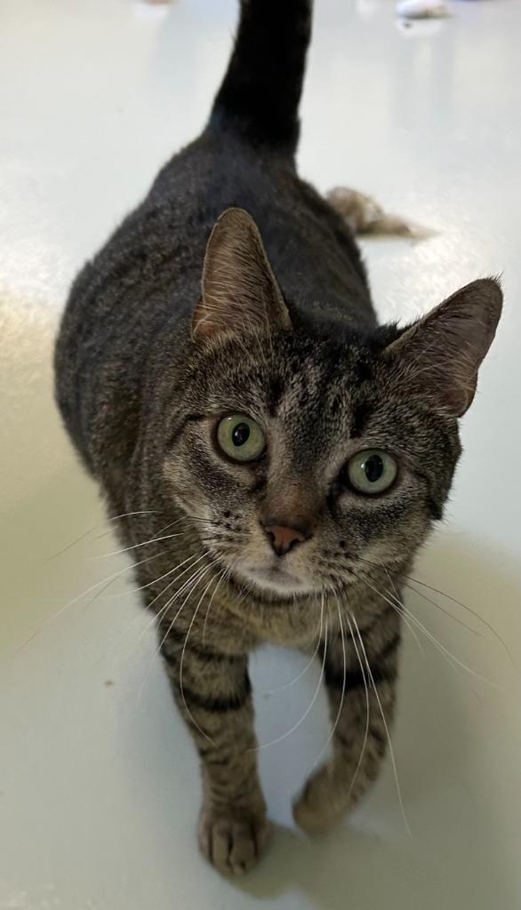 Piggy, Adopted, Adult Female Domestic Short Hair.