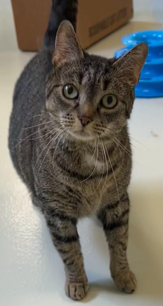 Enlarge Piggy, a Adopted mixed breed in Blountville, TN image 2/3