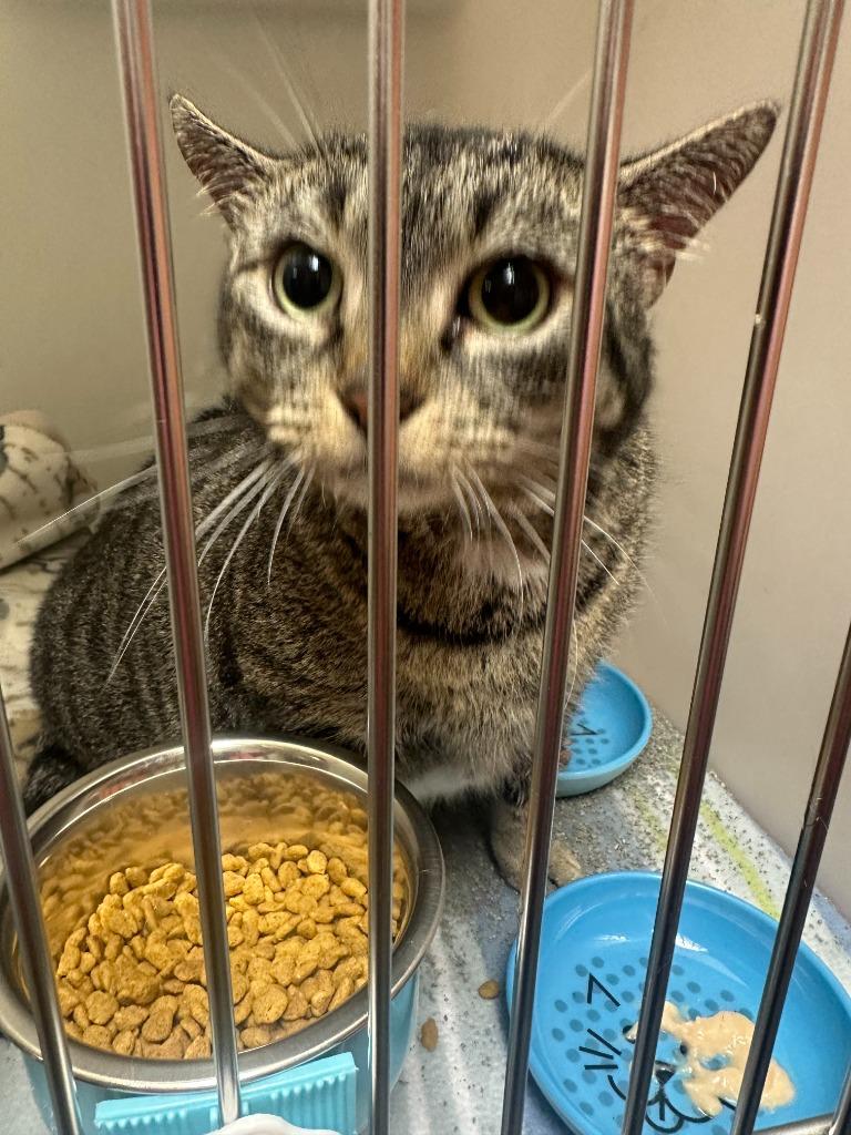 Enlarge Piggy, a Adopted mixed breed in Blountville, TN image 3/3