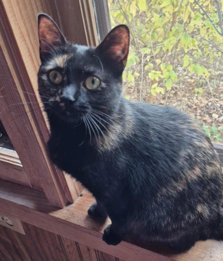 Idaho, ADOPTABLE, Adult Female Domestic Short Hair.