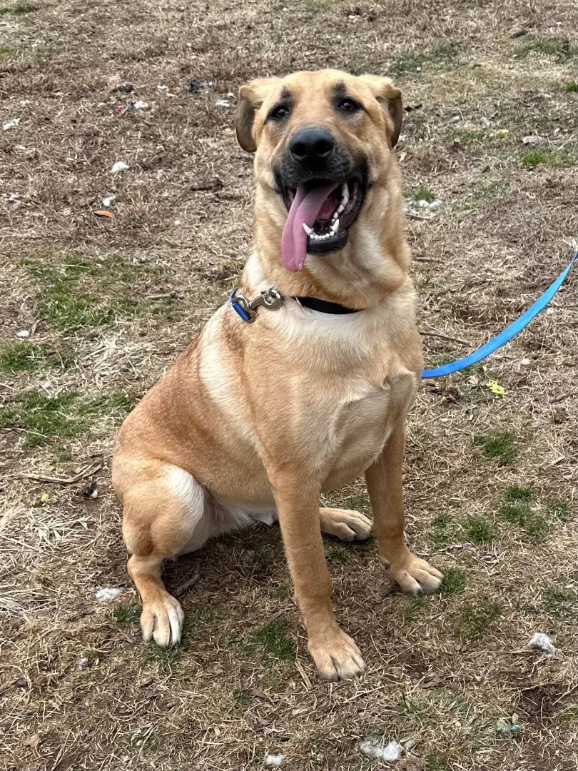 Enlarge Arhni, a Adoptable mixed breed in Old Westbury, NY image 1/12