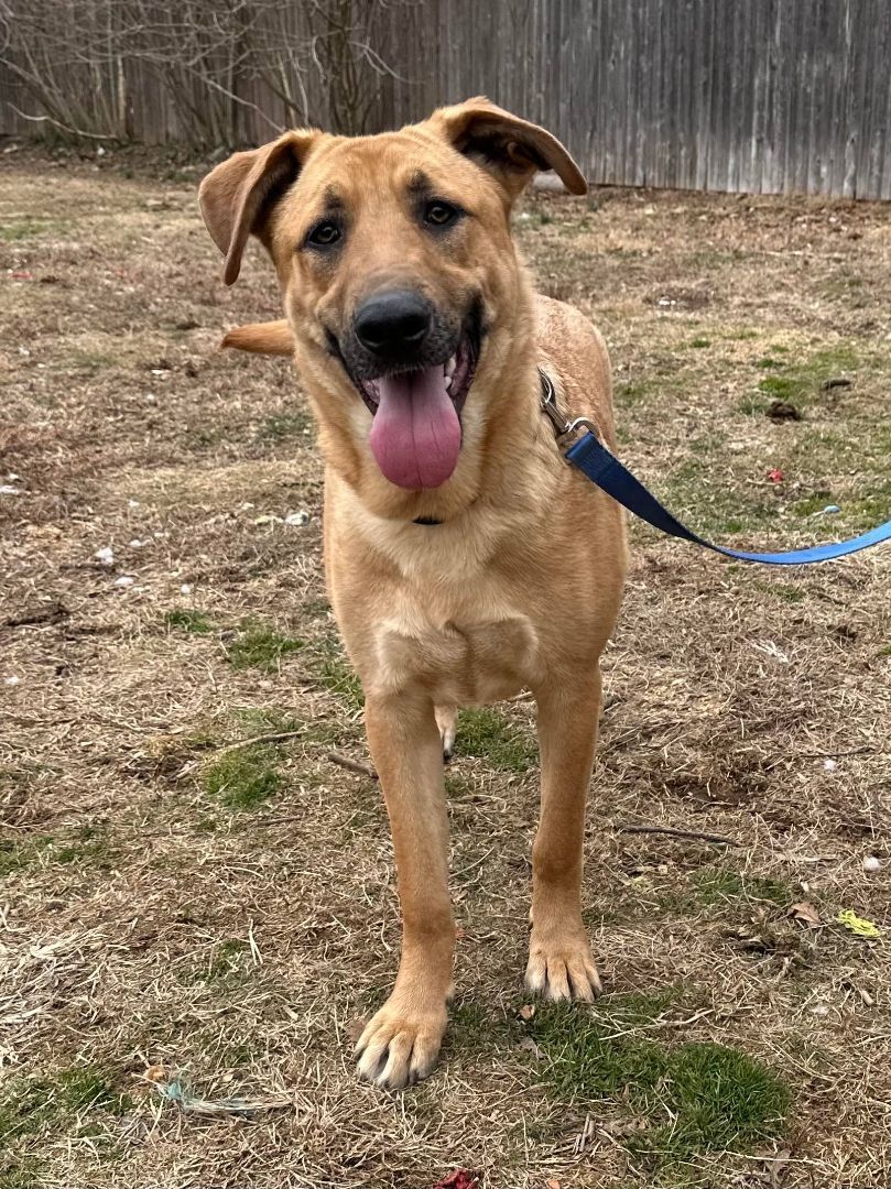 Enlarge Arhni, a Adoptable mixed breed in Old Westbury, NY image 2/12