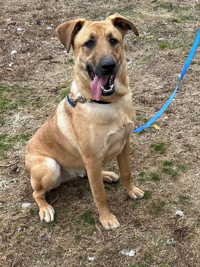 Enlarge Arhni, a Adoptable mixed breed in Old Westbury, NY image 3/12