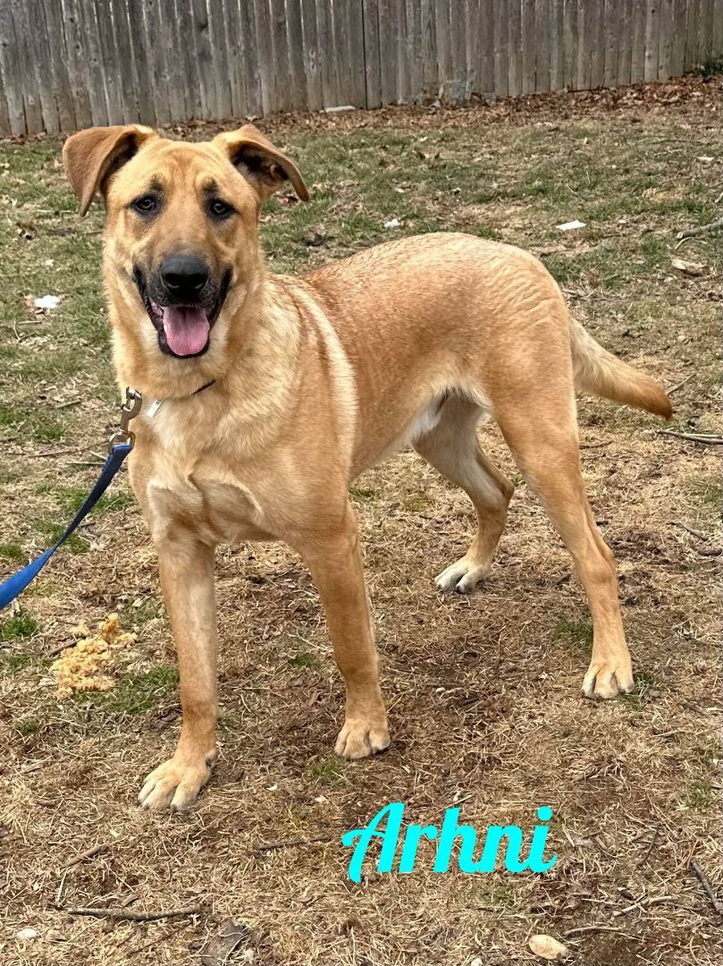 Enlarge Arhni, a Adoptable mixed breed in Old Westbury, NY image 4/12