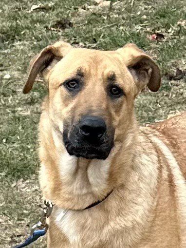 Enlarge Arhni, a Adoptable mixed breed in Old Westbury, NY image 5/12