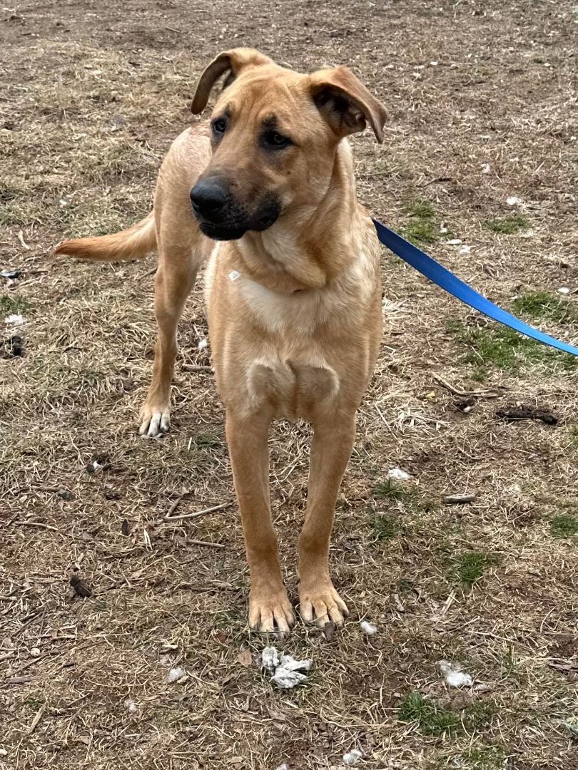 Enlarge Arhni, a Adoptable mixed breed in Old Westbury, NY image 6/12